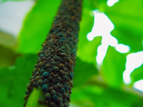 Aphids on the stem of a plant Stock Photos