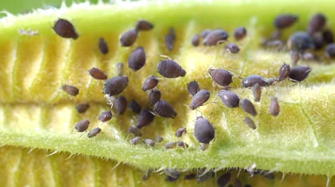 Aphids sucking on plant Stock Footage 38089716