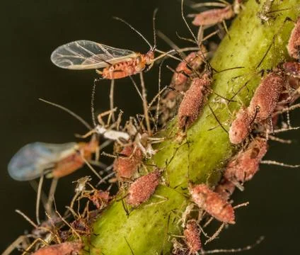 Aphids swarming on a plant Stock Photos