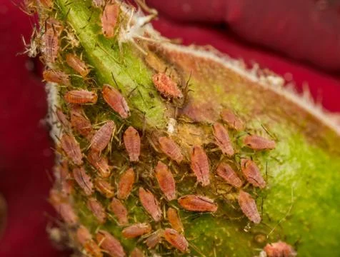 Aphids swarming on a rose Stock Photos