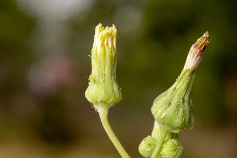Aphids Tiny Green Insects on Dandelion Flower in Spring Sun Stock Photos