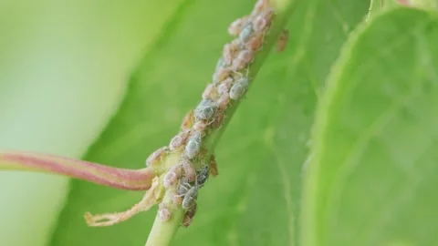 Aphids on a tree branch Video stock 258843978
