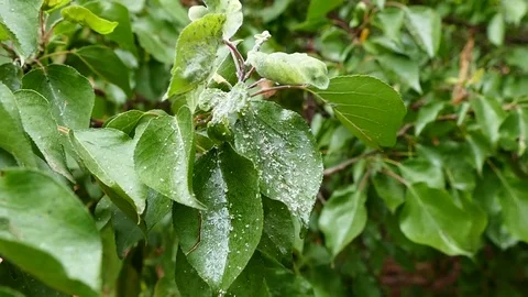 Aphids in tree leaves, aphids, aphids that damage the trees, Stock Footage 104624111