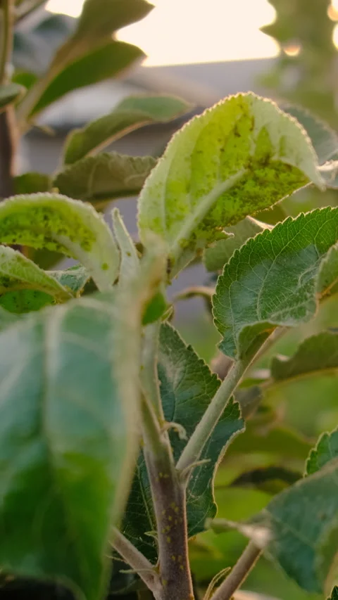 Aphids on tree leaves. Selective focus. Stock-Footage 335195125