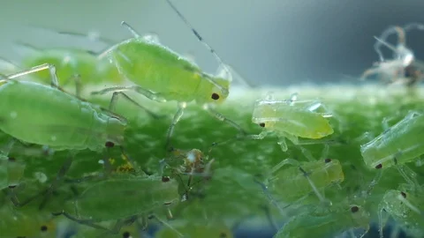 Aphids trying to create drops Stock Footage 90006269