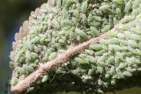 Aphids Under a Leaf Stock Photos