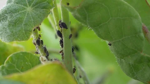 Aphids under the leaves Stock Footage 95274362