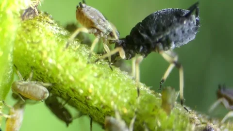 Aphids under a  optical microscope at 40x magnification Stock Footage 314616028