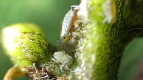 Aphids under a  optical microscope at 40x magnification Stock Footage 314616029
