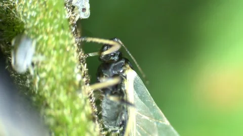 Aphids under a  optical microscope at 40x magnification Stock Footage 314616041
