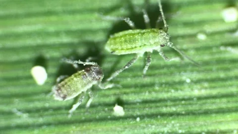 Aphids under a  optical microscope at 40x magnification Stock Footage 314616043