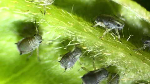 Aphids under a  optical microscope at 40x magnification Stock Footage 314616205
