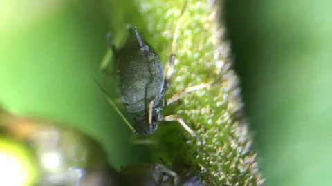Aphids under a  optical microscope at 40x magnification Stock Footage 314616206
