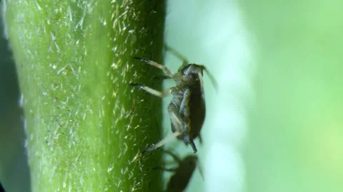 Aphids under a  optical microscope at 40x magnification Video stock 314616255