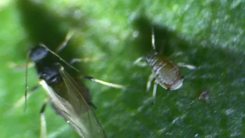 Aphids under a  optical microscope at 40x magnification Stock Footage 314616256