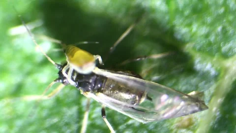 Aphids under a  optical microscope at 40x magnification Stock Footage 314616266