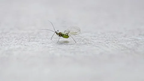 Aphids with wings crawl on the ground Video stock 278034538