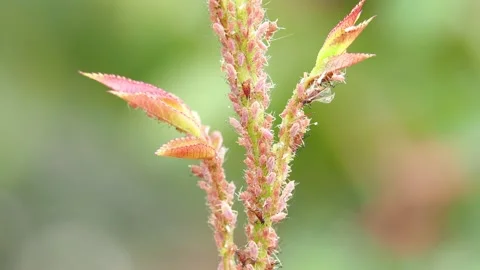 Aphids on a young shoot Stock Footage 161992231