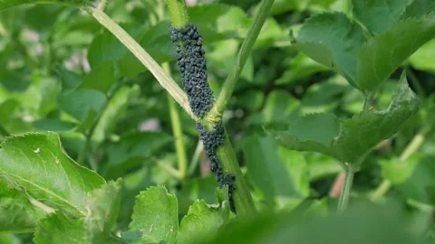 Aphids on a young tree branch Stock Footage 197284666