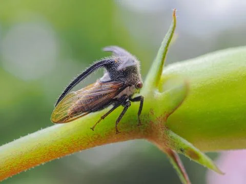 Aphids,Strange treehopper on the flower Photos