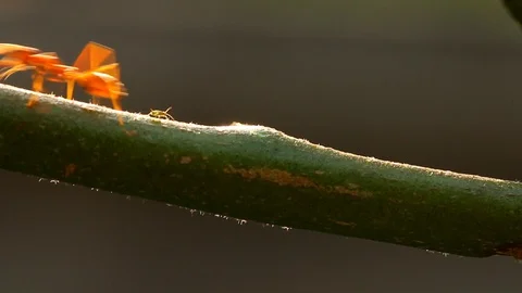 Aphis and ants climbing on tree branch , outdoor  Chiangmai Thailand Stock Footage 126976710