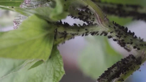 Aphis and ants on the green plant Stock Footage