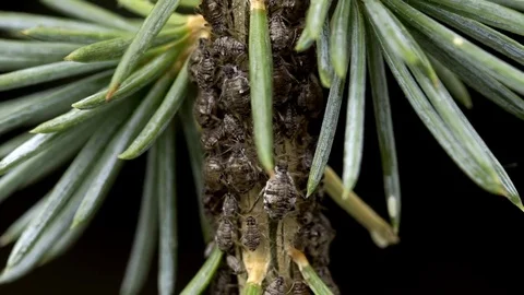 Aphis on green plant  Stock Footage 80984236