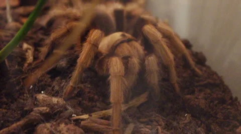Aphonopelma chalcodes. Stock Footage 35236749
