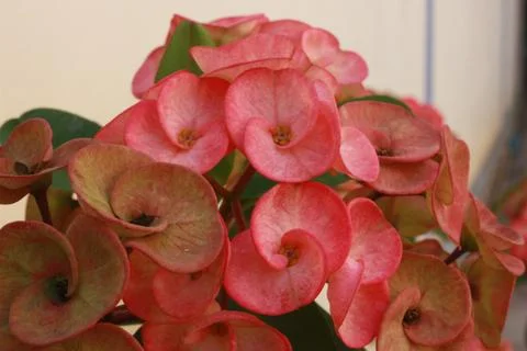 Aphrodite blossoms Stock Photos