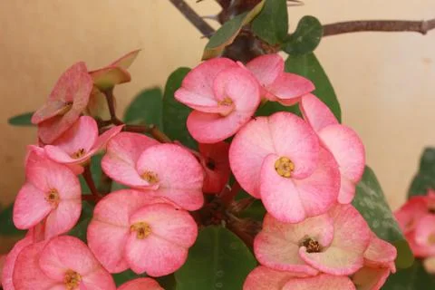 Aphrodite blossoms Stock Photos