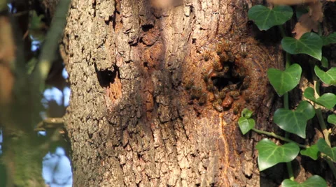 API 1, Bees create nests on tree trunk Stock Footage 38332352