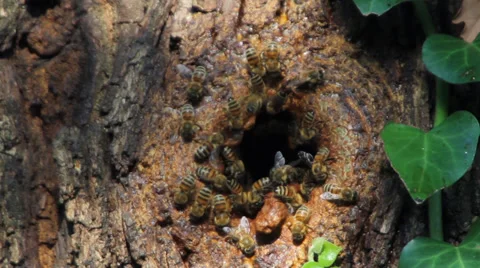 API 2, Bees create nests on tree trunk Stock Footage 38339448