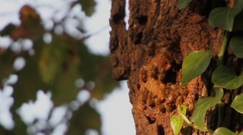 API 3, Bees create nests on tree trunk at sunset Stock Footage 38336601