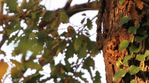 API 4, Bees create nests on tree trunk at sunset Stock Footage 38338209