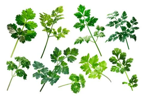Apiaceae herbs, clipping paths Stock Photos