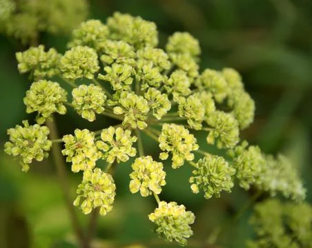 Apiaceae Stock Photos