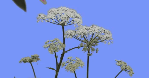 Apiaceae Plant on Blue Screen Green Leaves Grass Plants on a Dry Stalks Are Stock Footage 61775645