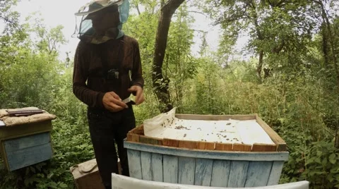 Apiarian Opens Hive and Fumes With Bee Smoker Bees Around Stock Footage 66766623
