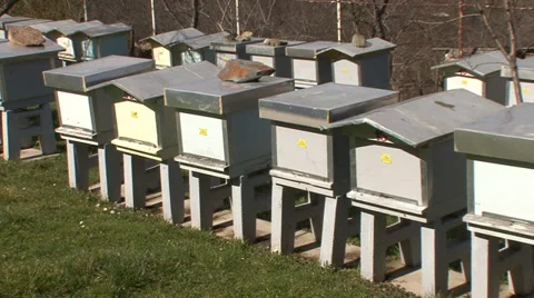 Apiaries with bees Stock-Footage 36112349