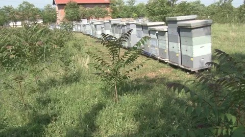Apiaries in a row Vídeo Stock 56524808