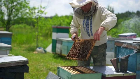 Apiarist with bee frame full of bees. Beekeeper inspecting honeycomb with bees Stock Footage 134791810