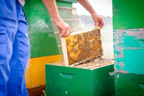 Apiarist, beekeeper is checking bees on honeycomb wooden frame Stock Photos