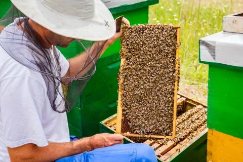 Apiarist, beekeeper is checking bees on honeycomb wooden frame Stock Photos