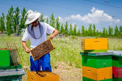 Apiarist, beekeeper is checking bees on honeycomb wooden frame Stock Photos