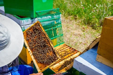 Apiarist, beekeeper is checking bees on honeycomb wooden frame Stock Photos