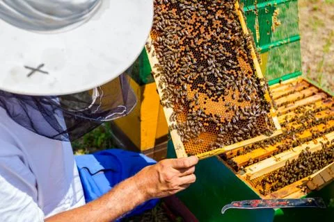 Apiarist, beekeeper is checking bees on honeycomb wooden frame Stock Photos