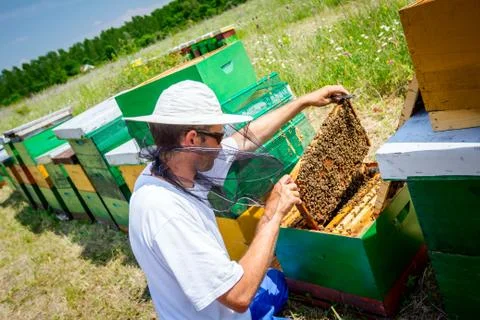 Apiarist, beekeeper is checking bees on honeycomb wooden frame Stock Photos