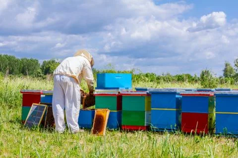 Apiarist, beekeeper is checking bees on honeycomb wooden frame Stock Photos