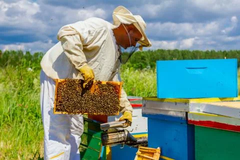 Apiarist, beekeeper is checking bees on honeycomb wooden frame Stock Photos