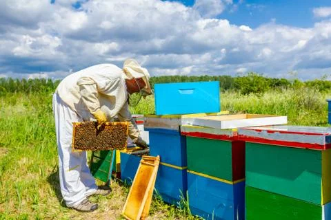 Apiarist, beekeeper is checking bees on honeycomb wooden frame Stock Photos